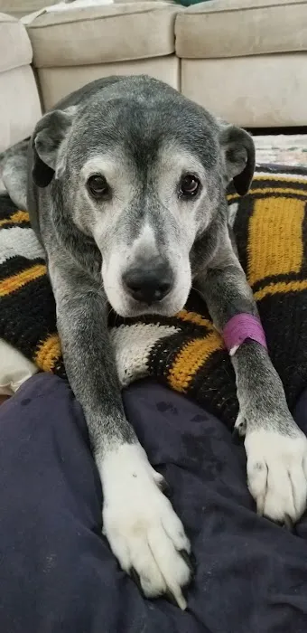 Banfield Pet Hospital Picture 4