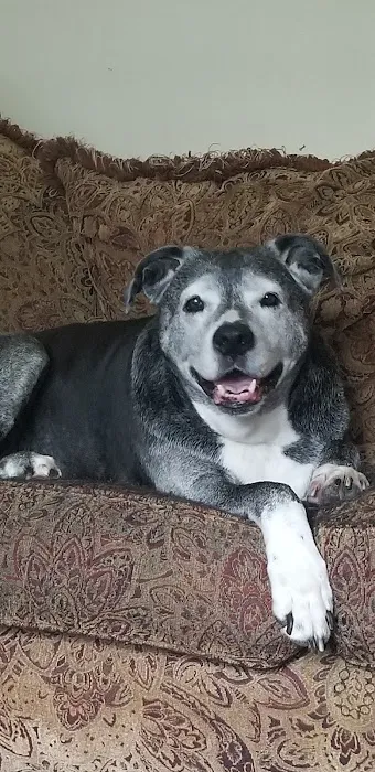 Banfield Pet Hospital Picture 5