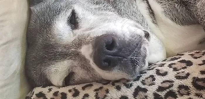 Banfield Pet Hospital Picture 2