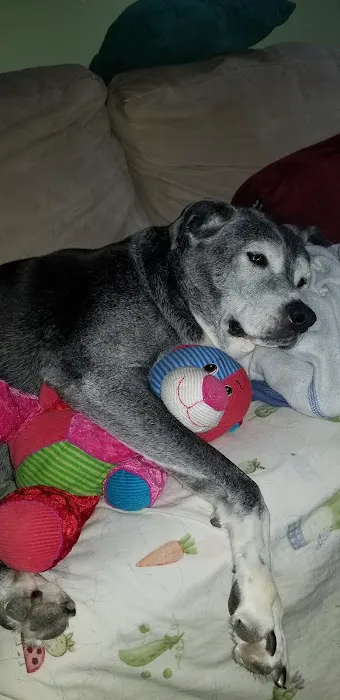 Banfield Pet Hospital Picture 1