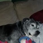 Banfield Pet Hospital