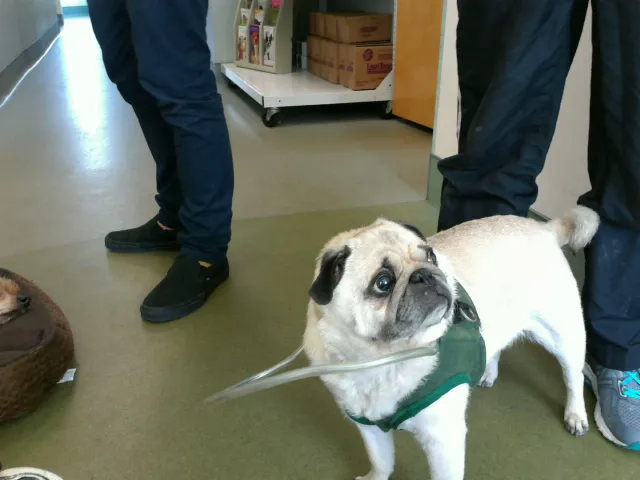 Sterling Impression Animal Rehabilitation Center Picture 10