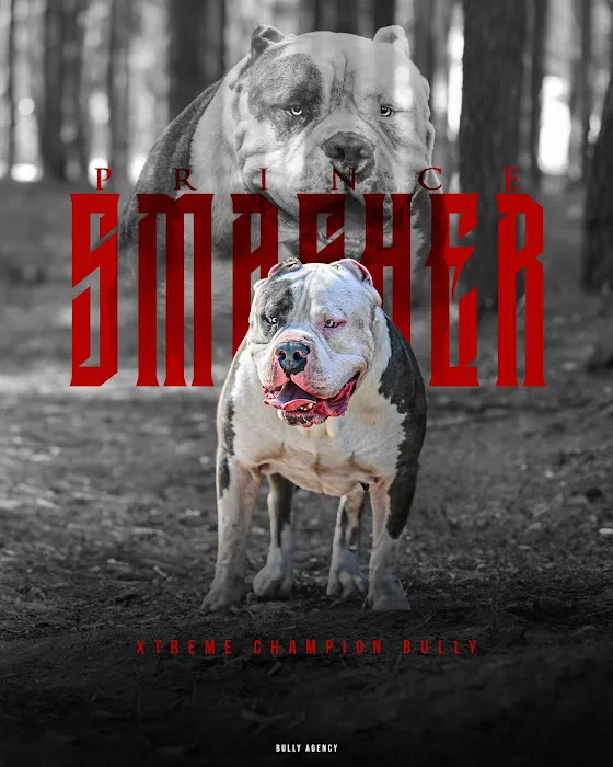 Xtreme Champion Bully Picture 1