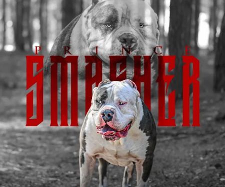 Xtreme Champion Bully