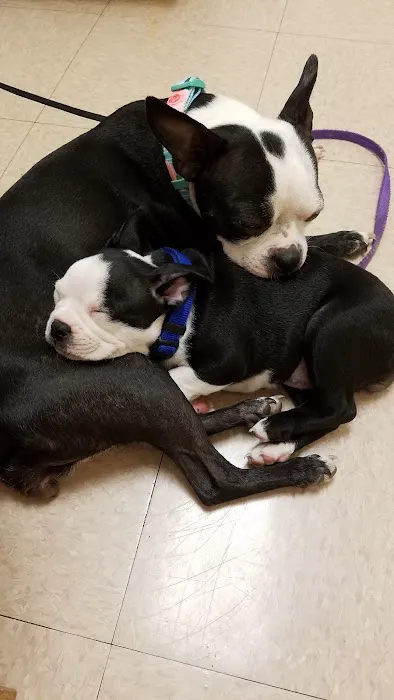 Pet Supermarket Picture 6