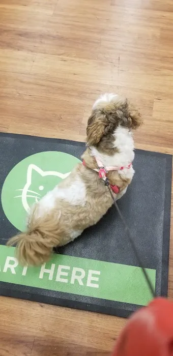 Pet Supermarket Picture 7