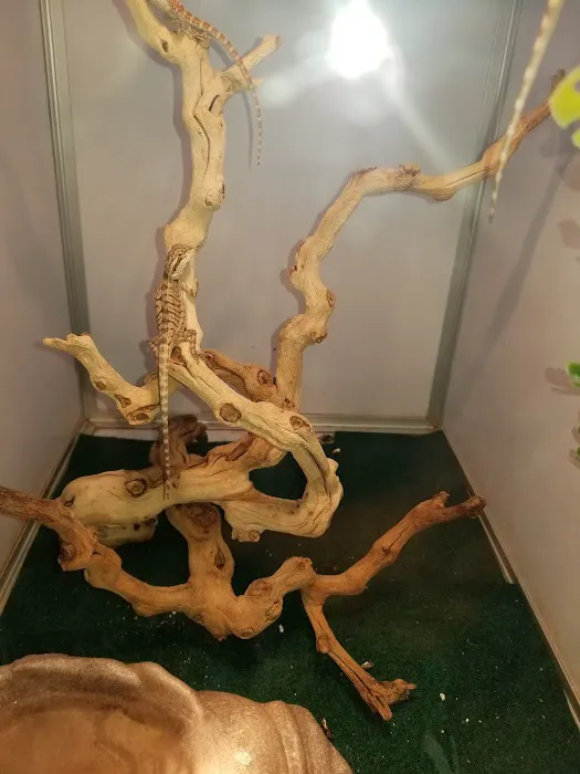 Pet Supermarket Picture 7