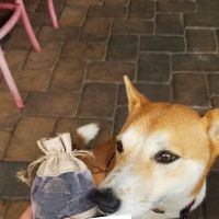 Furry Friends Gourmet Pet Treats ico