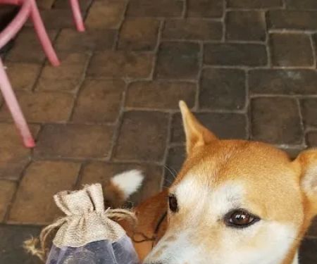 Furry Friends Gourmet Pet Treats
