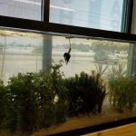 Undersea World Aquatics
