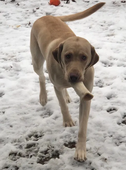 Hudson Animal Hospital Picture 1