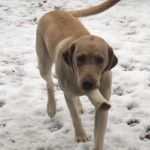 Hudson Animal Hospital