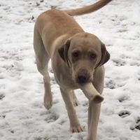 Hudson Animal Hospital ico