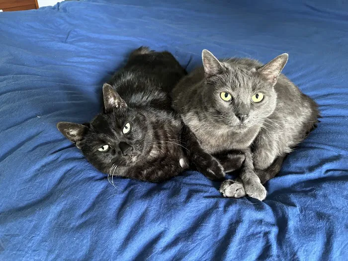 Hudson Animal Hospital Picture 8