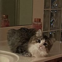 Kravchenko Siberian Cats ico