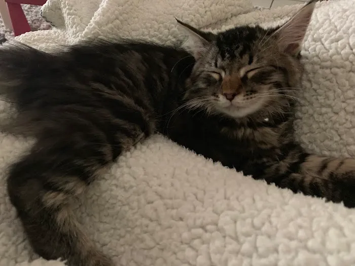 Kravchenko Siberian Cats Picture 3