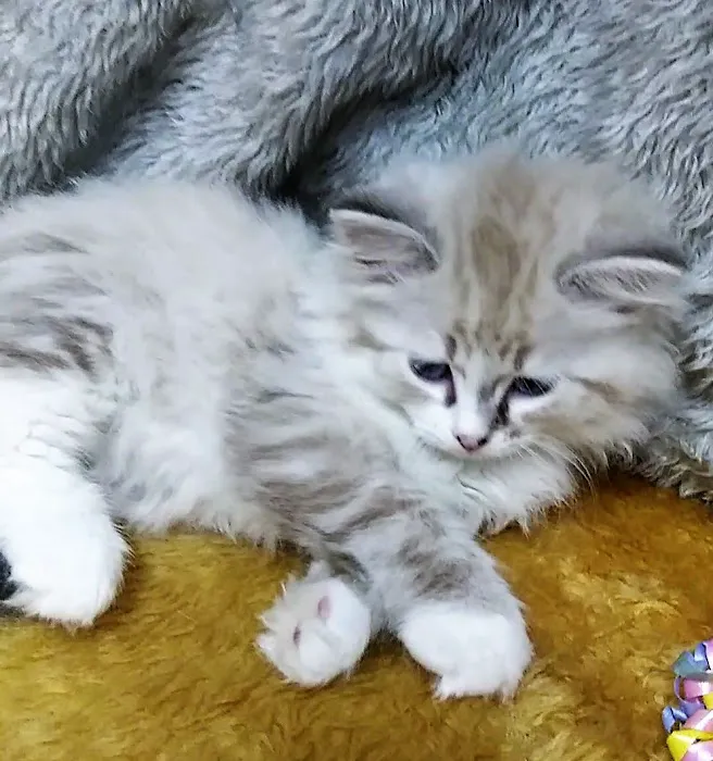 Kravchenko Siberian Cats Picture 8