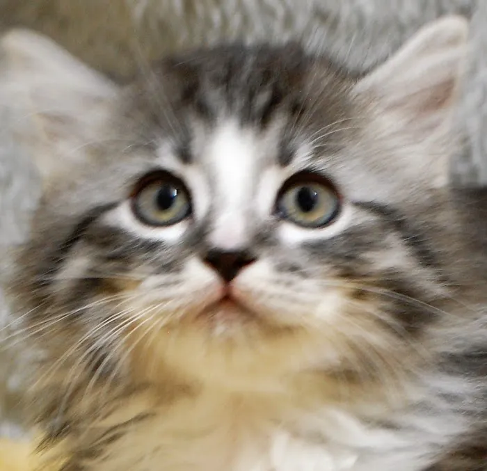 Kravchenko Siberian Cats Picture 7