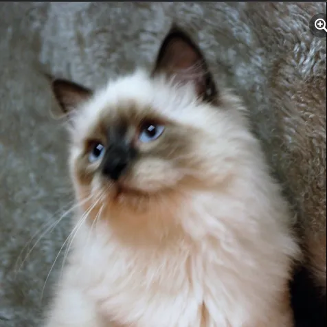 Kravchenko Siberian Cats Picture 9