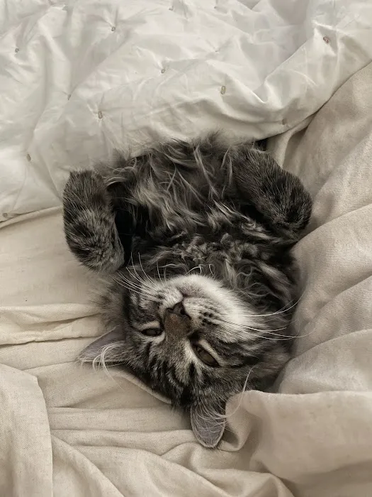 Kravchenko Siberian Cats Picture 2