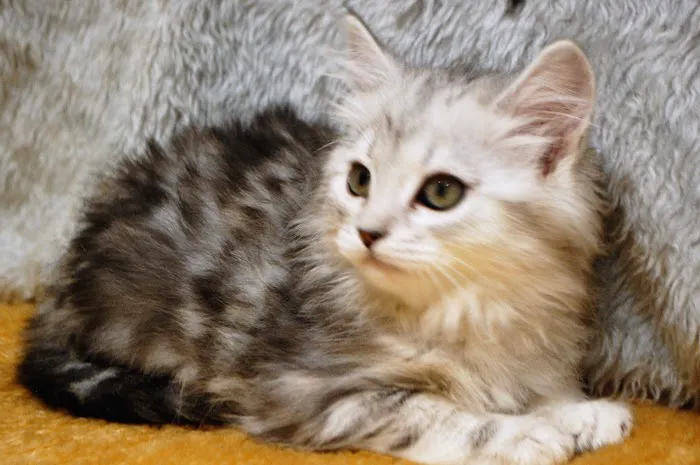 Kravchenko Siberian Cats Picture 6