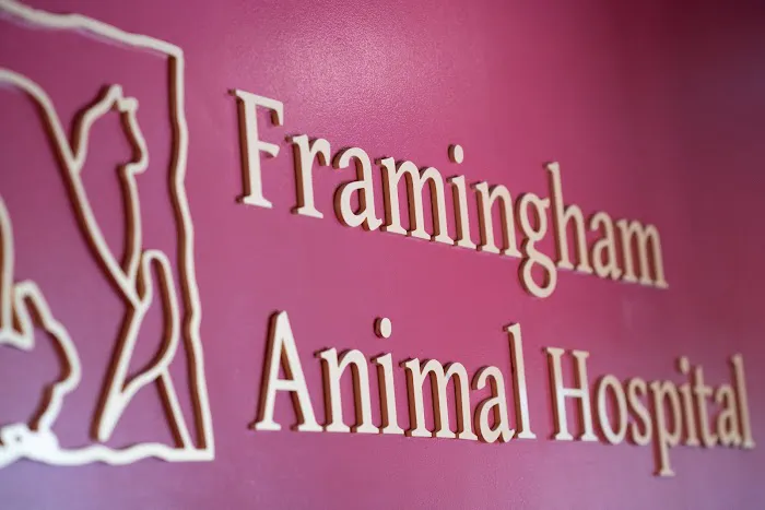 Framingham Animal Hospital Picture 1