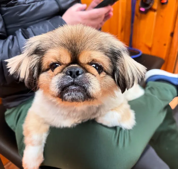 Framingham Animal Hospital Picture 8