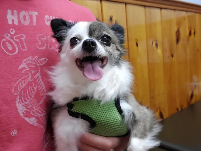 Framingham Animal Hospital Picture 5