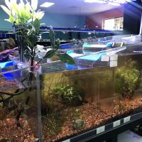 Poseidon Aquarium ico