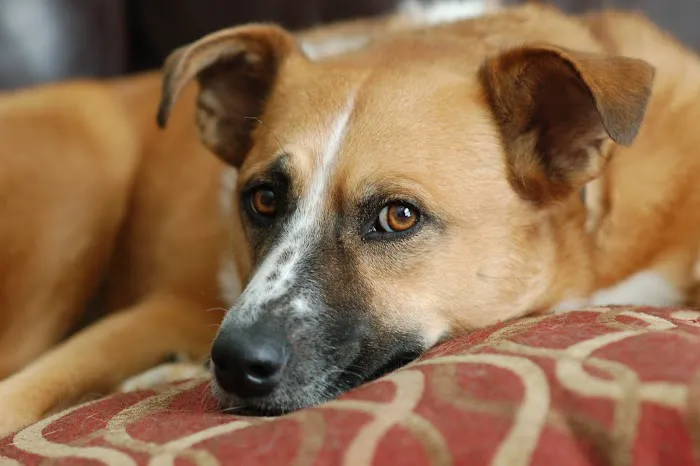 Wayland Animal Clinic Picture 2