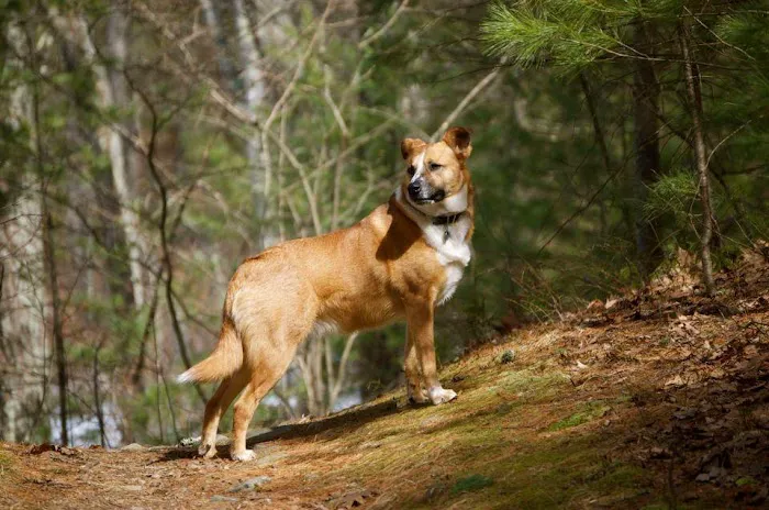Wayland Animal Clinic Picture 1