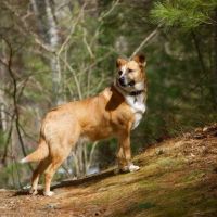 Wayland Animal Clinic ico