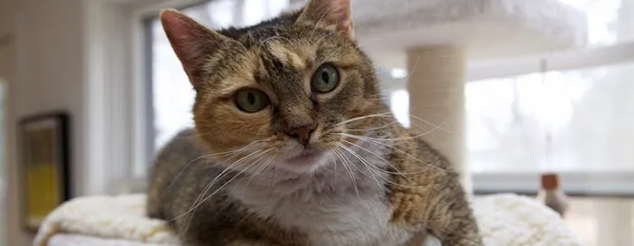 Wayland Animal Clinic Picture 8