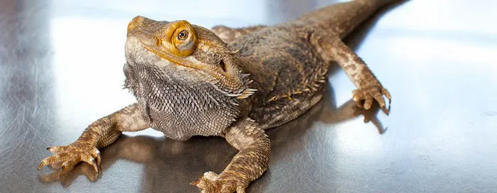 Wayland Animal Clinic Picture 7