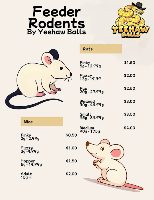 Rat and Mice Feeders | Yeehaw Balls Picture 2