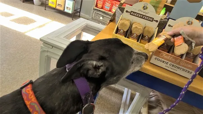 The Healthy Hound Picture 1