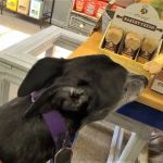 The Healthy Hound