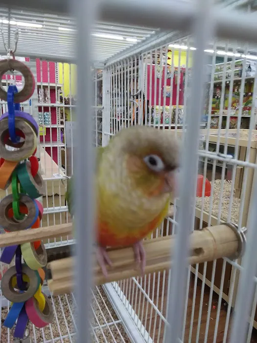 Pet Supermarket Picture 4