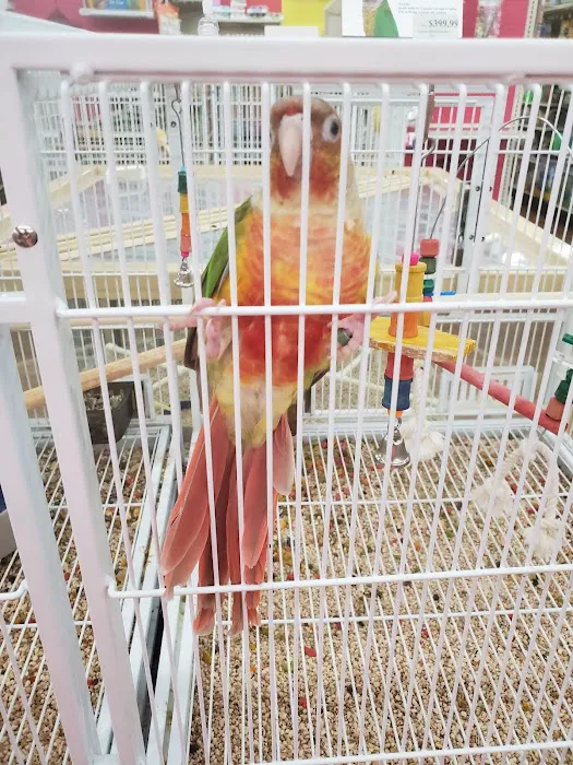 Pet Supermarket Picture 6