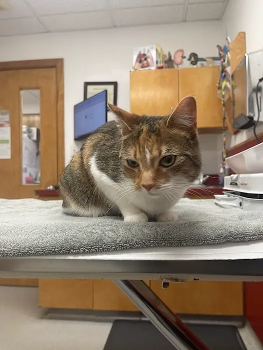 Wellesley Natick Veterinary Hospital Picture 3