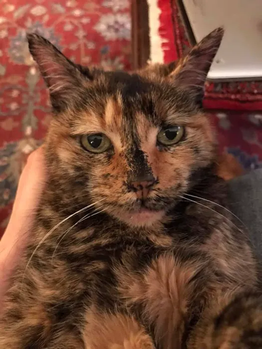 Wellesley Natick Veterinary Hospital Picture 1