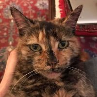 Wellesley Natick Veterinary Hospital ico