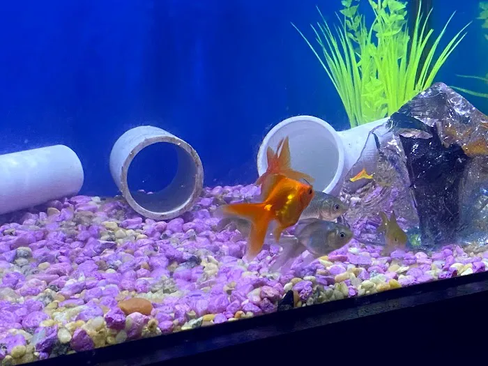 God Coral Picture 3