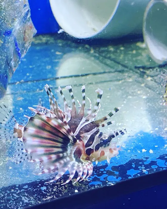 God Coral Picture 6