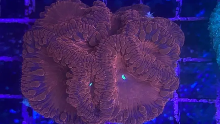 God Coral Picture 10