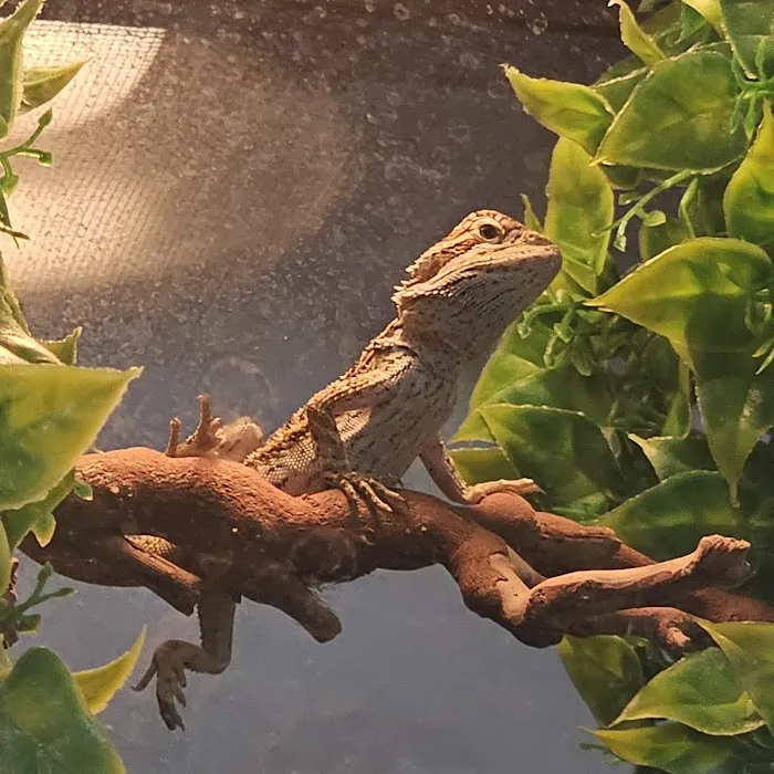 Tails to Scales Picture 4