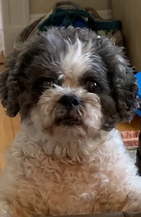 Wellesley Animal Hospital Picture 9