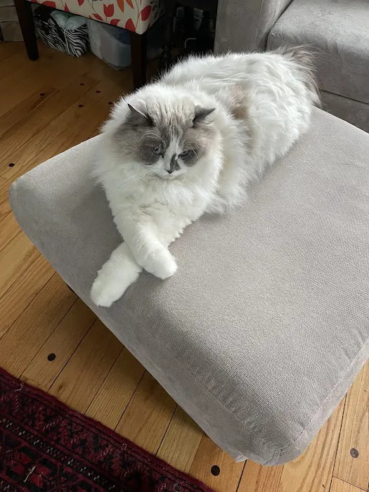 Wellesley Animal Hospital Picture 7