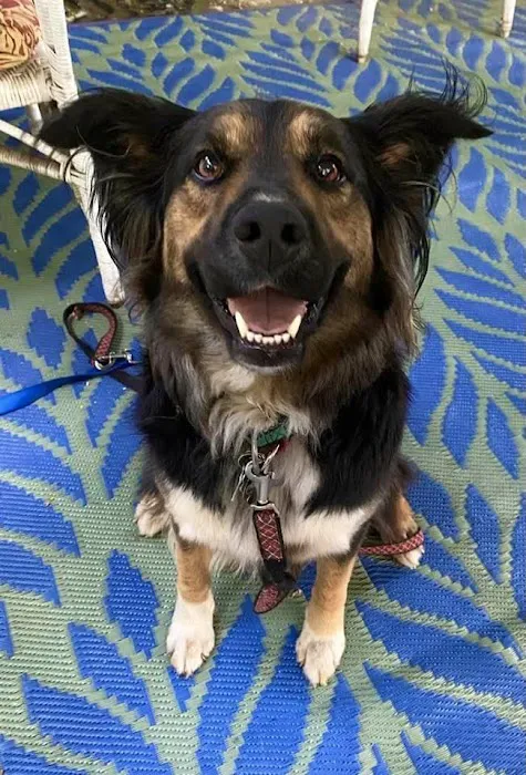 Wellesley Animal Hospital Picture 4