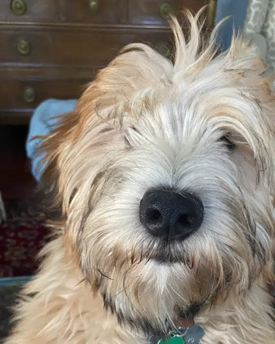 Wellesley Animal Hospital Picture 1